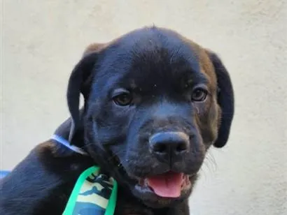 Cachorro raça SRD-ViraLata idade 2 a 6 meses nome Bolt