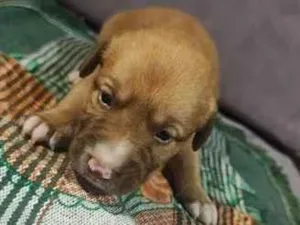 Cachorro raça SRD-ViraLata idade Abaixo de 2 meses nome Sem nome ainda