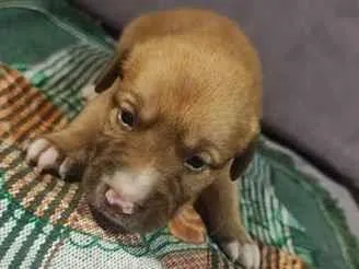Cachorro raça SRD-ViraLata idade Abaixo de 2 meses nome Sem nome ainda