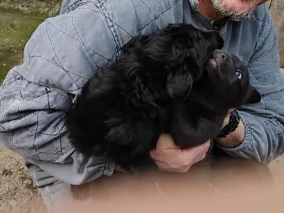 Cachorro raça SRD-ViraLata idade Abaixo de 2 meses nome Filhotes 