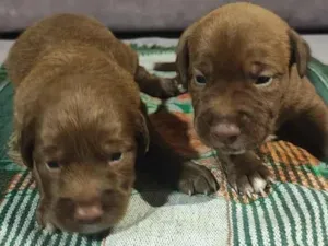 Cachorro raça SRD-ViraLata idade Abaixo de 2 meses nome sem nome