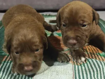 Cachorro raça SRD-ViraLata idade Abaixo de 2 meses nome sem nome