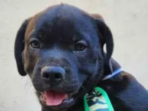 Cachorro raça SRD-ViraLata idade 2 a 6 meses nome Bolt