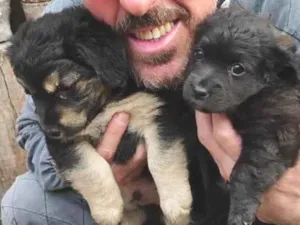 Cachorro raça SRD-ViraLata idade Abaixo de 2 meses nome Filhotes 