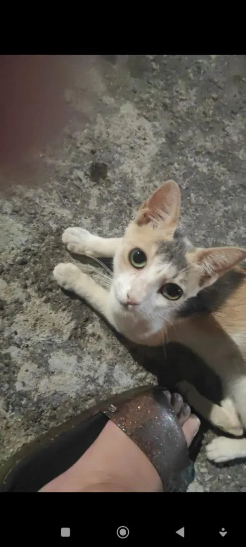 Gato raça SRD-ViraLata idade 2 anos nome Aurora mora na rua da minha casa desde que nasceu.