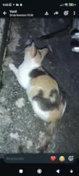 Aurora mora na rua da minha casa desde que nasceu.