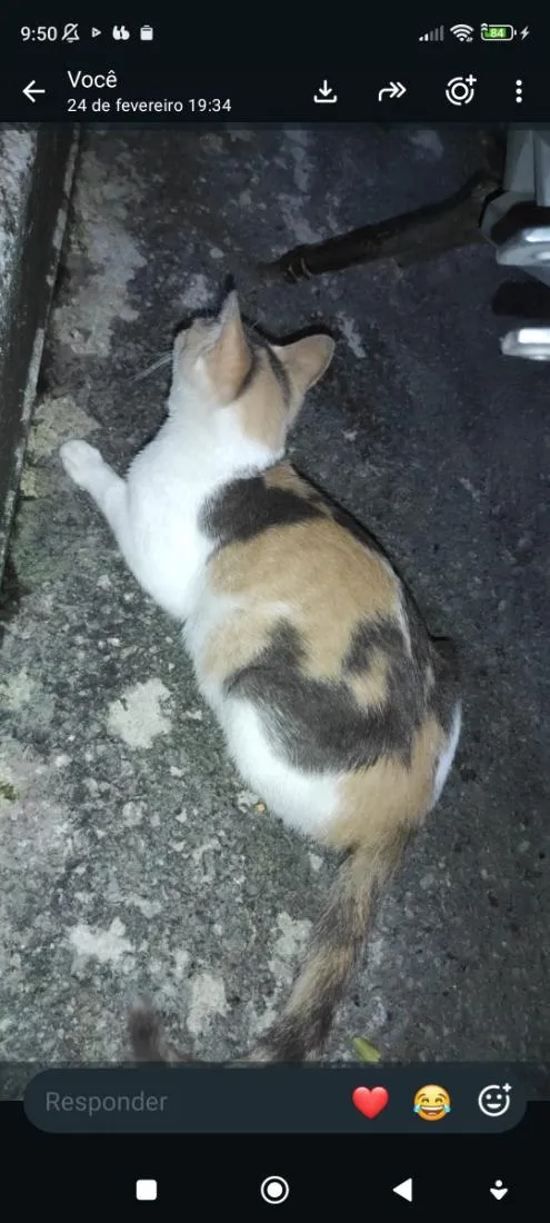 Gato raça SRD-ViraLata idade 2 anos nome Aurora mora na rua da minha casa desde que nasceu.