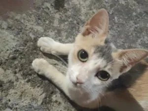 Gato raça SRD-ViraLata idade 2 anos nome Aurora mora na rua da minha casa desde que nasceu.