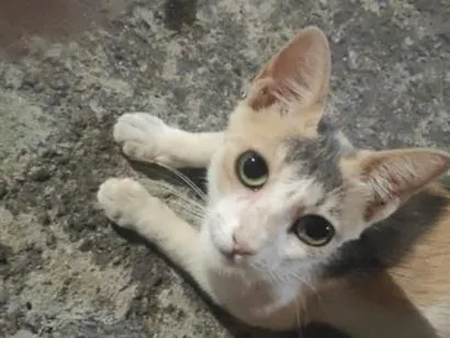Gato raça SRD-ViraLata idade 2 anos nome Aurora mora na rua da minha casa desde que nasceu.