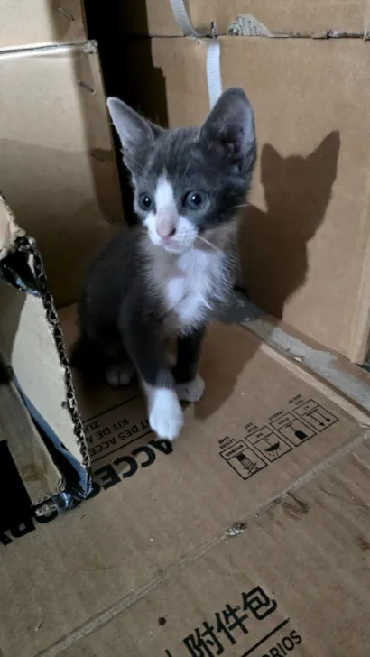 Gato raça  idade 2 a 6 meses nome sem nome