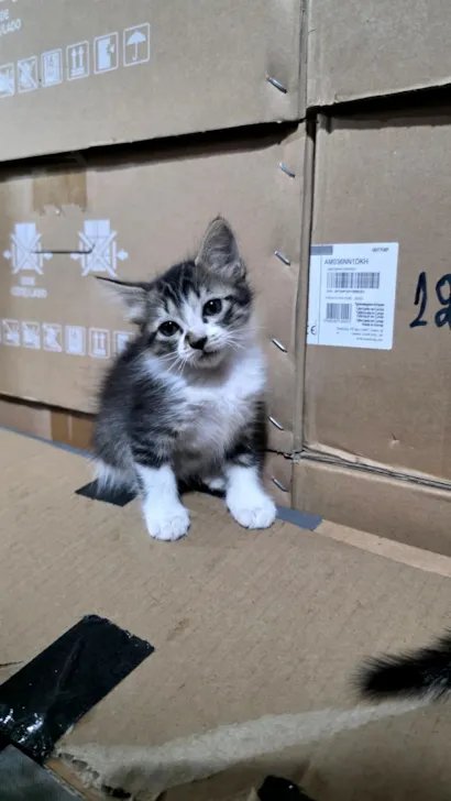 Gato raça  idade 2 a 6 meses nome sem nome