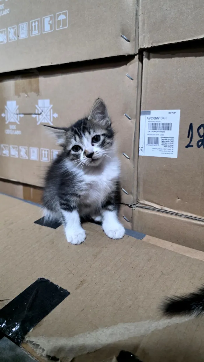Gato raça  idade 2 a 6 meses nome sem nome