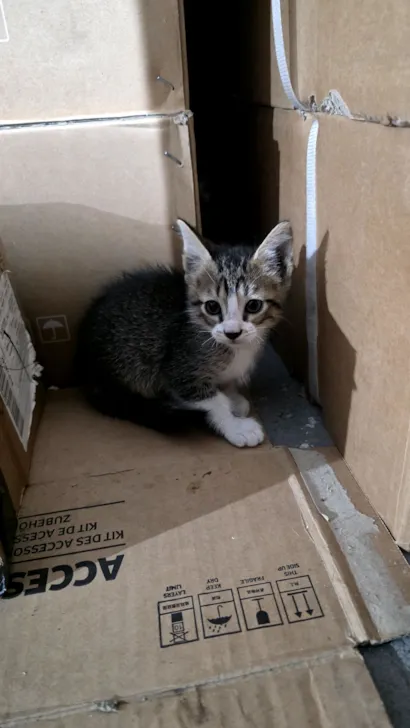 Gato raça  idade 2 a 6 meses nome sem nome