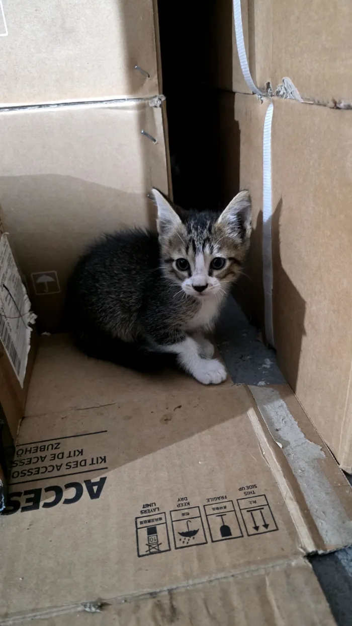 Gato raça  idade 2 a 6 meses nome sem nome