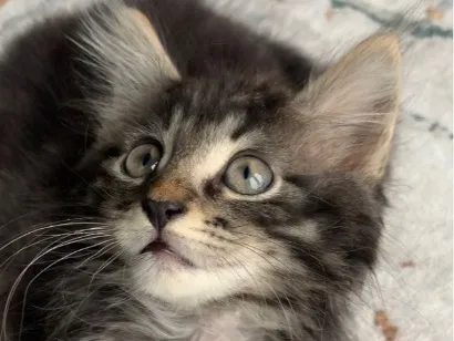 Gato raça SRD-ViraLata idade 2 a 6 meses nome sem nome