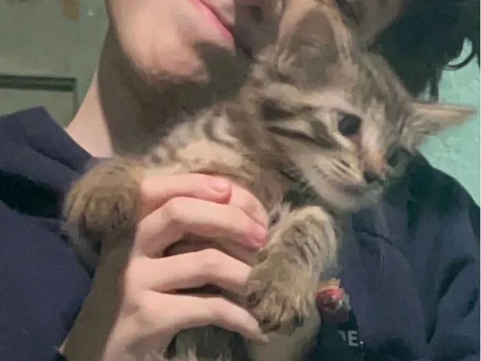 Gato raça SRD-ViraLata idade 2 a 6 meses nome sem nome