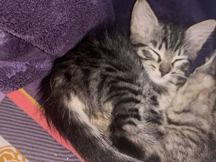 Gato raça SRD-ViraLata idade 2 a 6 meses nome sem nome
