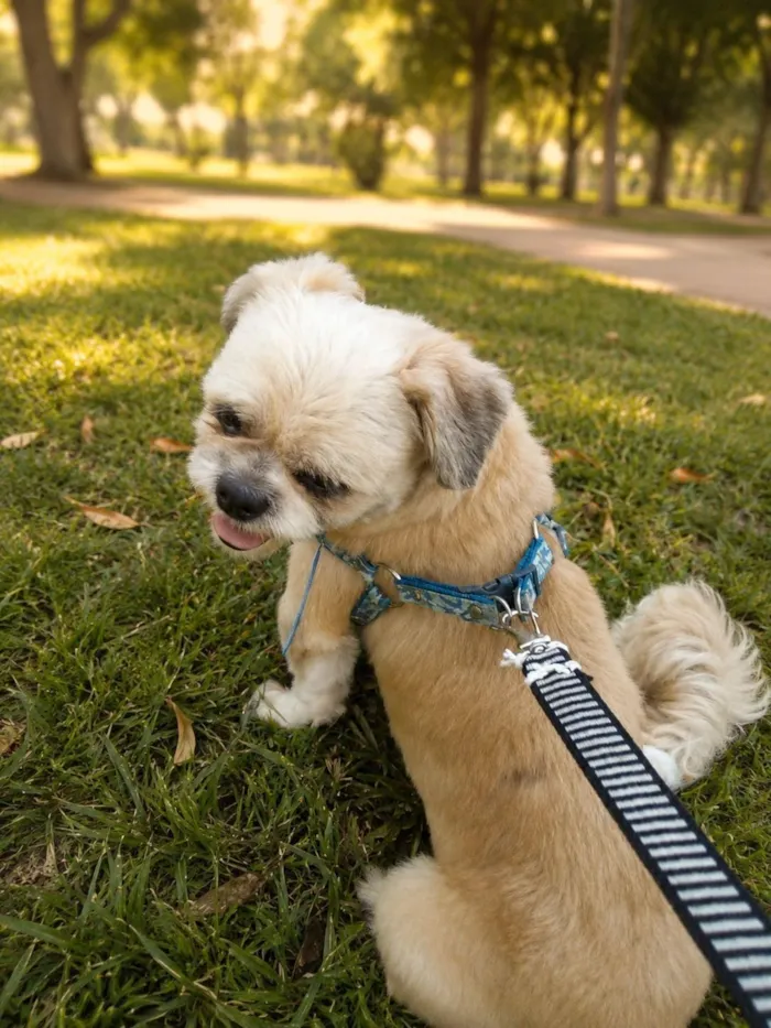 Cachorro raça Shitzu idade 6 ou mais anos nome Bidu