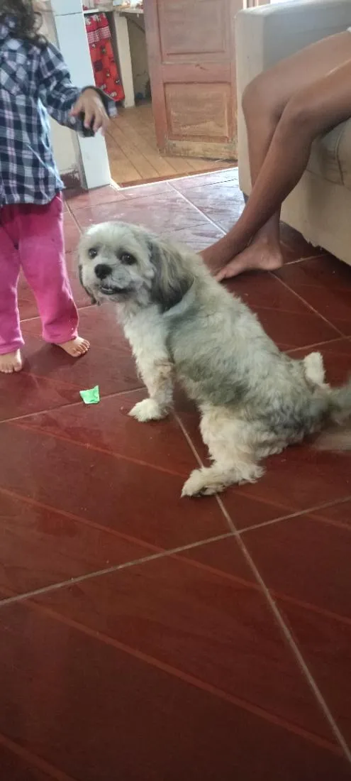Cachorro raça thichu  idade 2 anos nome meck 