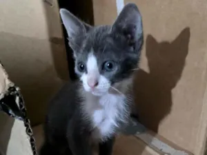 Gato raça  idade 2 a 6 meses nome sem nome