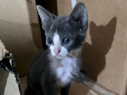 Gato raça  idade 2 a 6 meses nome sem nome