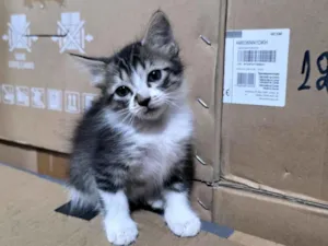 Gato raça  idade 2 a 6 meses nome sem nome