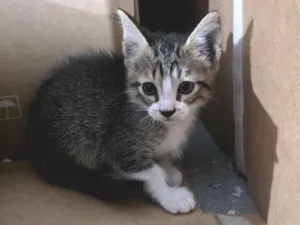 Gato raça  idade 2 a 6 meses nome sem nome