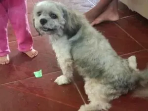 Cachorro raça thichu  idade 2 anos nome meck 