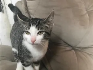 Gato raça SRD-ViraLata idade 2 a 6 meses nome Cloe