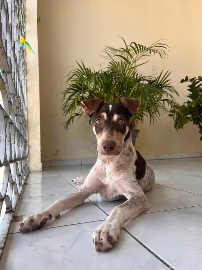 Cachorro raça Perdigueiro idade 7 a 11 meses nome Luna