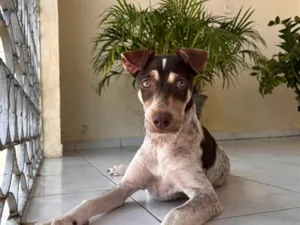 Cachorro raça Perdigueiro idade 7 a 11 meses nome Luna