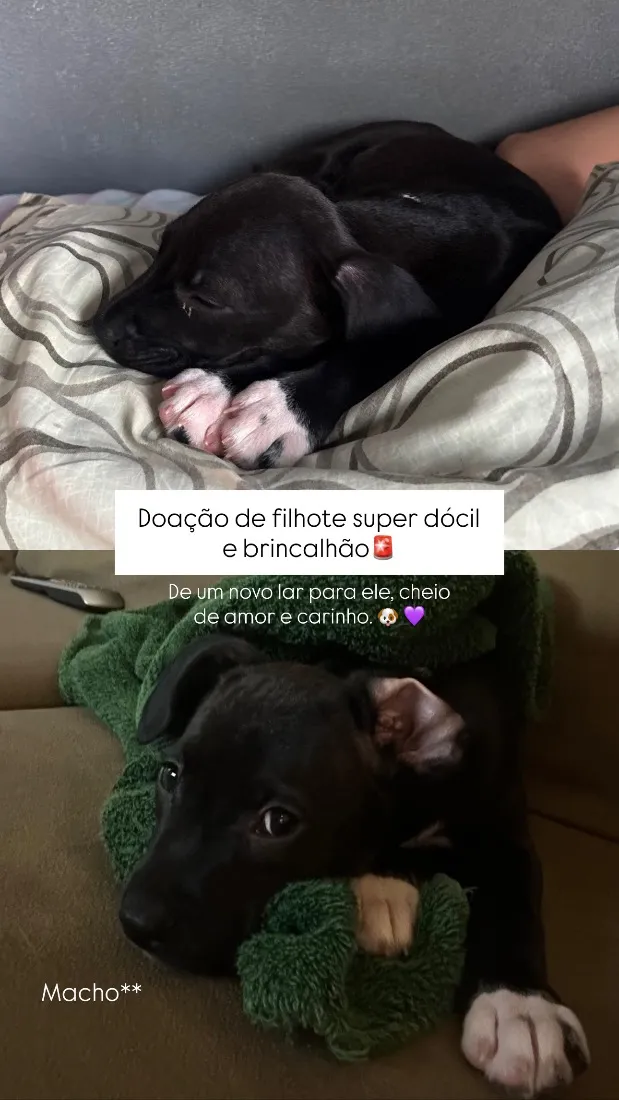 Cachorro raça SRD-ViraLata idade 2 a 6 meses nome Rayan