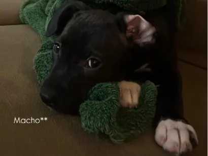 Cachorro raça SRD-ViraLata idade 2 a 6 meses nome Rayan
