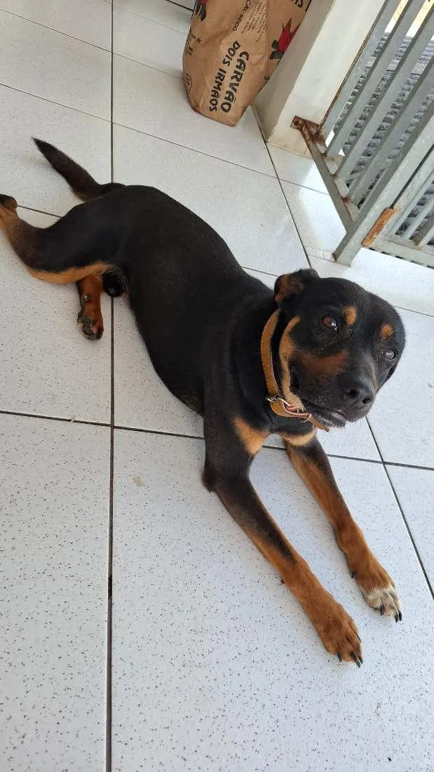 Cachorro raça SRD-ViraLata idade 2 anos nome nike 