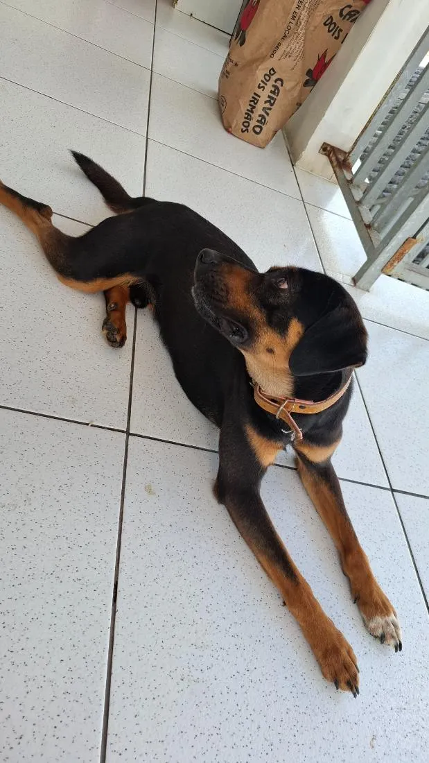 Cachorro raça SRD-ViraLata idade 2 anos nome nike 