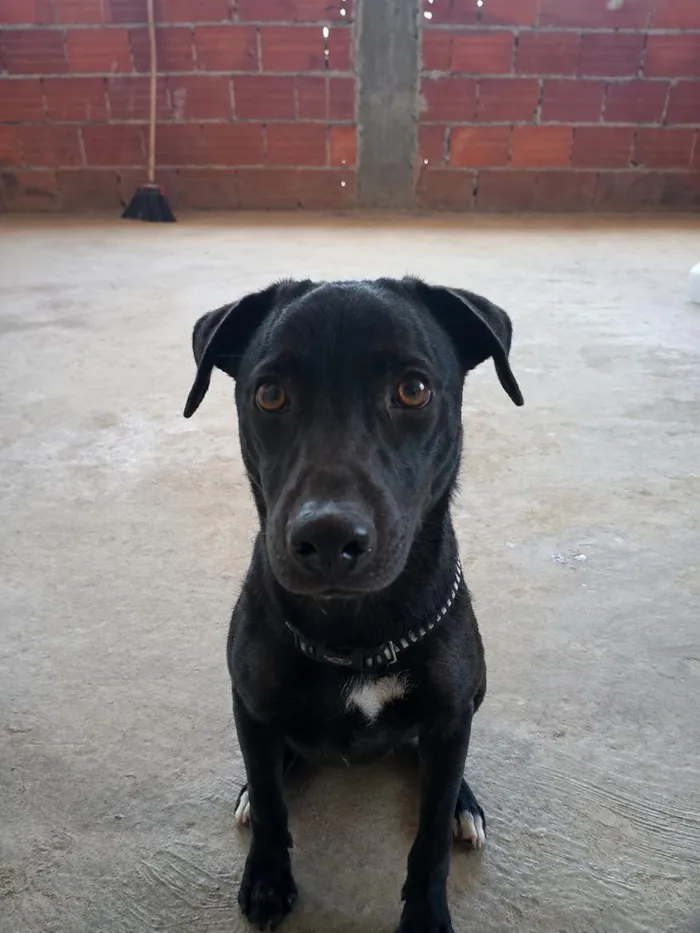 Cachorro raça SRD-ViraLata idade 7 a 11 meses nome Max