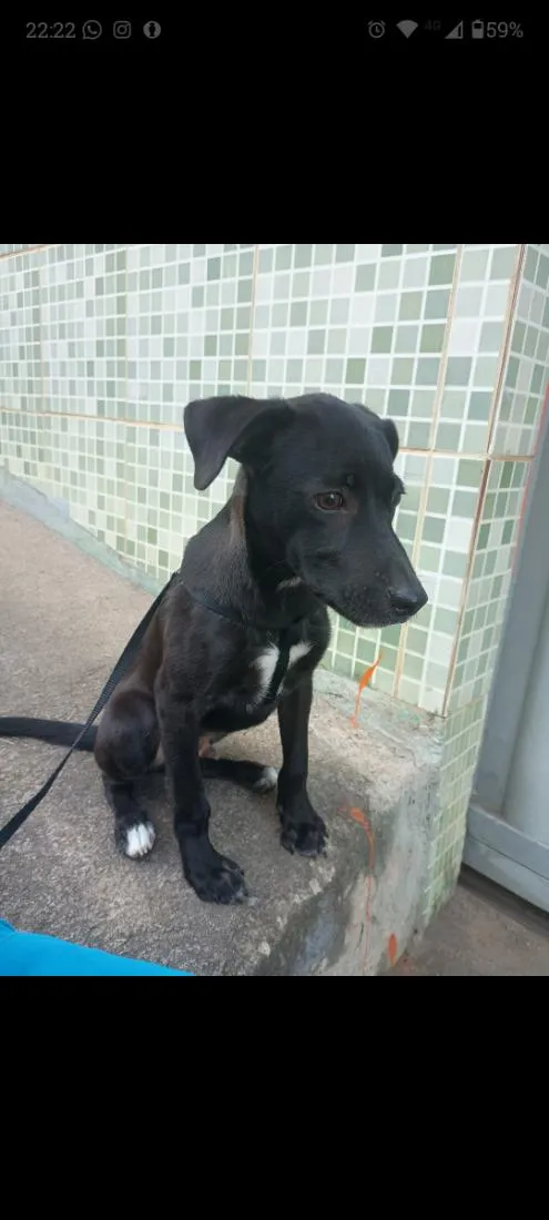 Cachorro raça SRD-ViraLata idade 7 a 11 meses nome Max