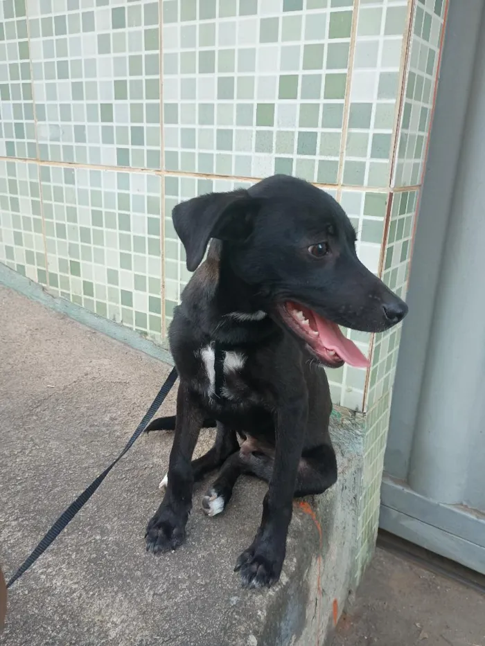 Cachorro raça SRD-ViraLata idade 7 a 11 meses nome Max