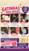 Vários gatinhos disponíveis 