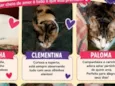 Vários gatinhos disponíveis 