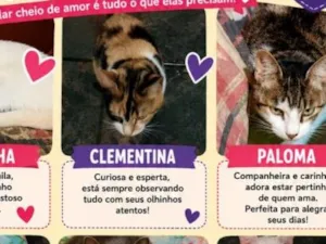 Gato raça SRD-ViraLata idade 4 anos nome Vários gatinhos disponíveis 