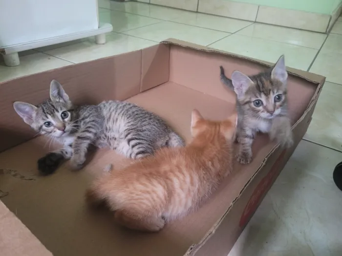 Gato raça SRD-ViraLata idade 2 a 6 meses nome 3 gatos 2 machos e 1 femea