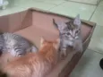 3 gatos 2 machos e 1 femea