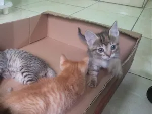 Gato raça SRD-ViraLata idade 2 a 6 meses nome 3 gatos 2 machos e 1 femea