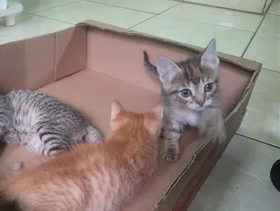 Gato raça SRD-ViraLata idade 2 a 6 meses nome 3 gatos 2 machos e 1 femea