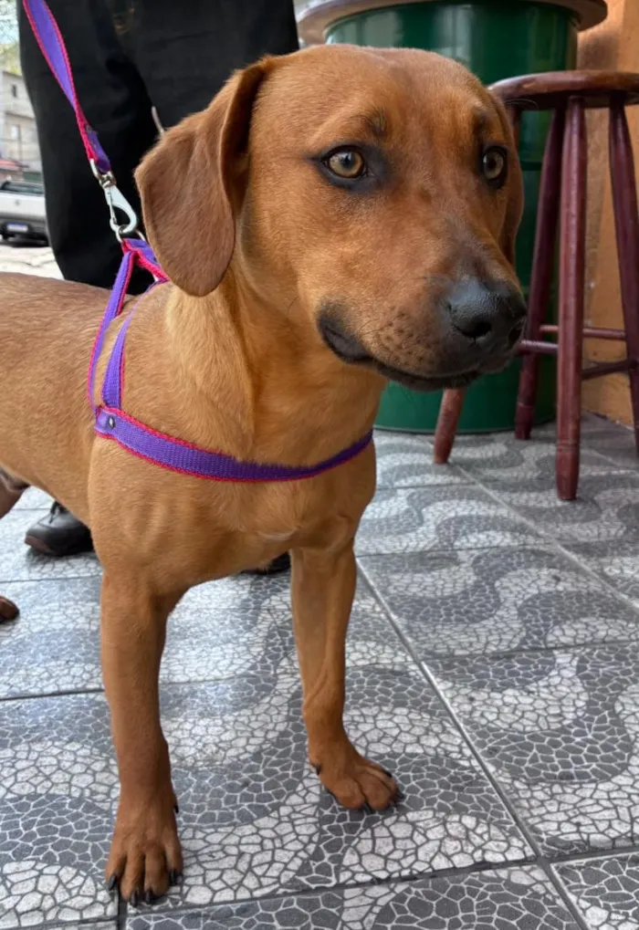 Cachorro raça SRD-ViraLata idade 7 a 11 meses nome Tobias
