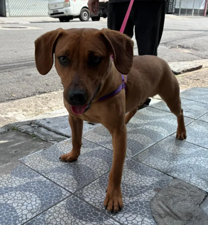 Cachorro raça SRD-ViraLata idade 7 a 11 meses nome Tobias