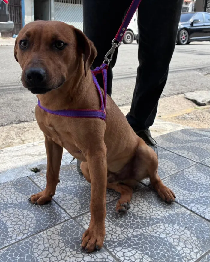 Cachorro raça SRD-ViraLata idade 7 a 11 meses nome Tobias