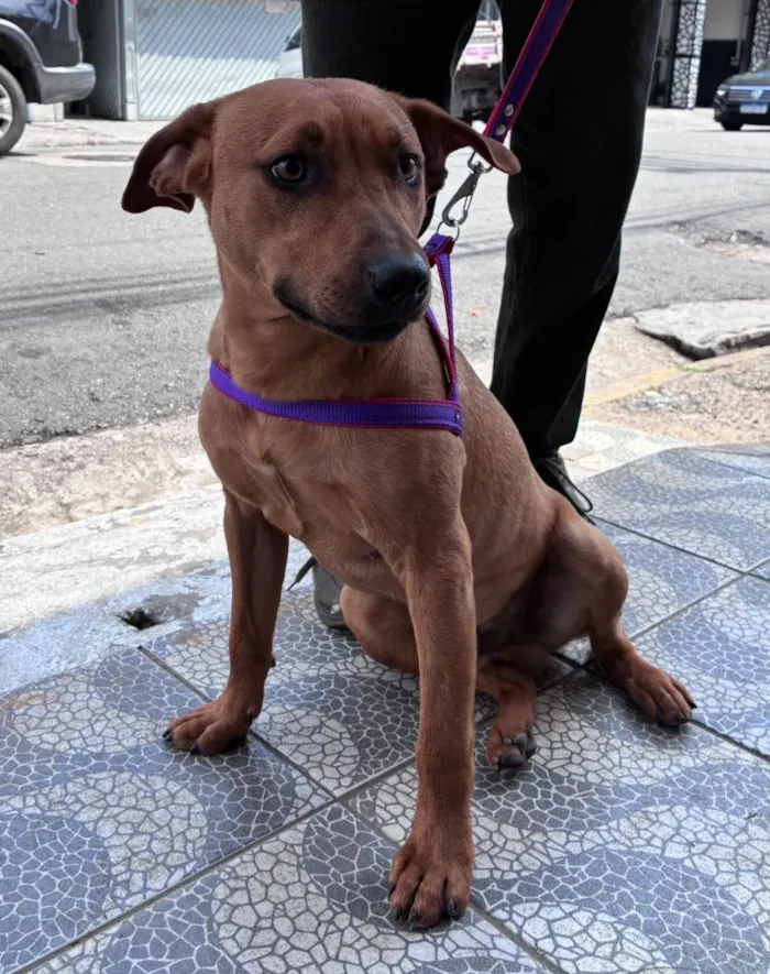 Cachorro raça SRD-ViraLata idade 7 a 11 meses nome Tobias