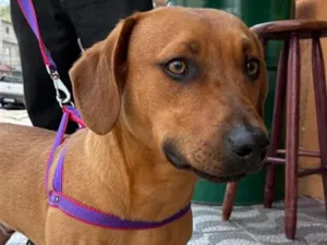 Cachorro raça SRD-ViraLata idade 7 a 11 meses nome Tobias